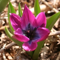 Tulipa humilis Iran: Rudbar Pass, 2200 m Photo: A.
